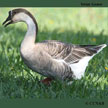 Domestic Swan Goose 