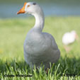 Domesticated Chinese White Goose