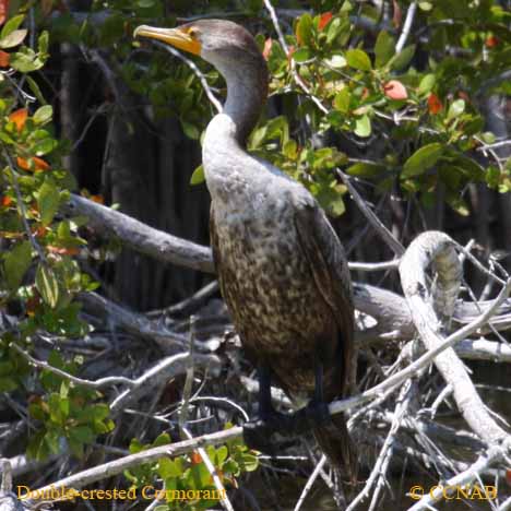 Double-crested Cormorant