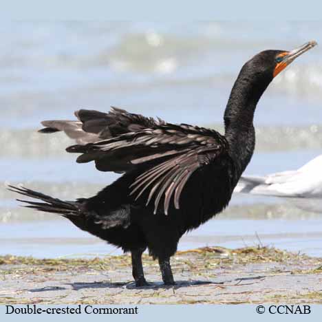 Double-crested Cormorant