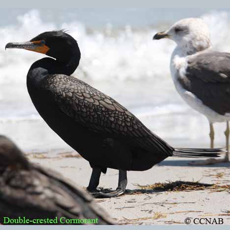 Double-crested Cormorant