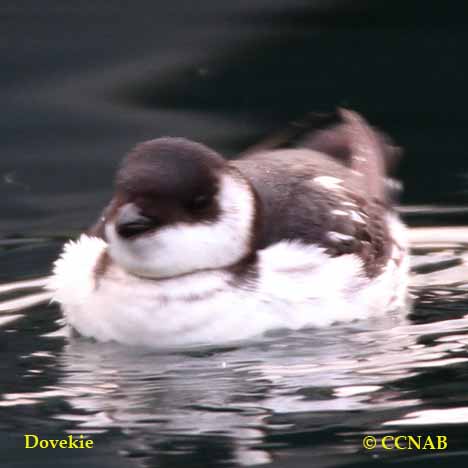 Birds of North America