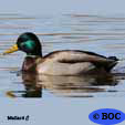 Ducks