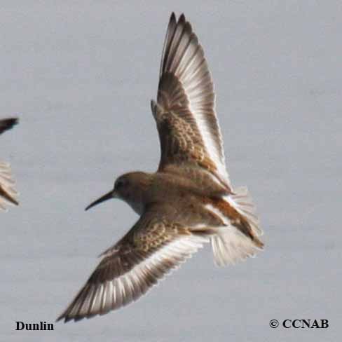 Dunlin