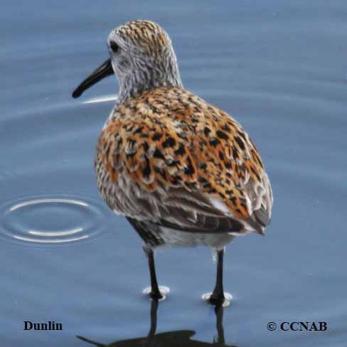 Dunlin