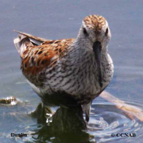 Dunlin