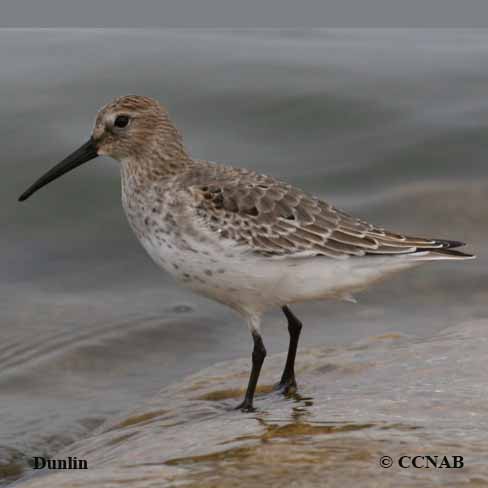 Dunlin