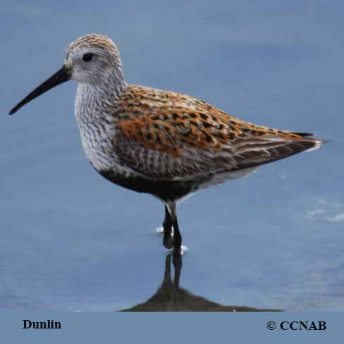 Dunlin