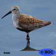 Dunlin