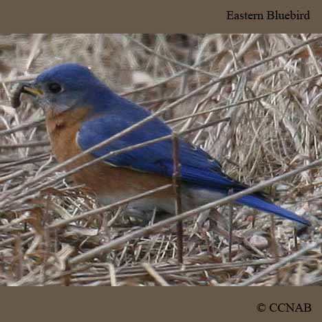 Birds of Cuba