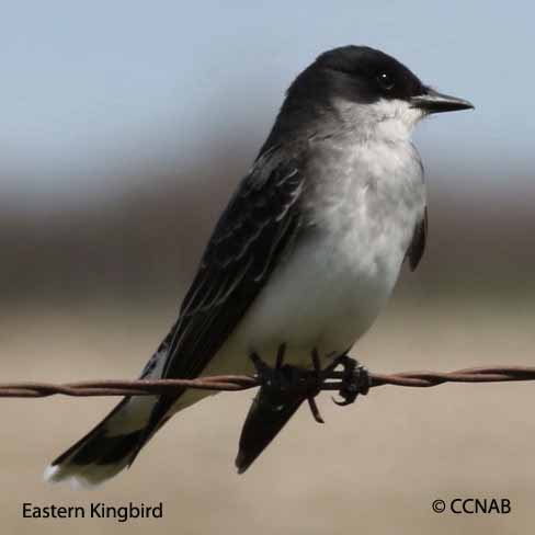 Eastern Kingbird