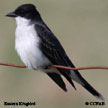 Eastern Kingbird