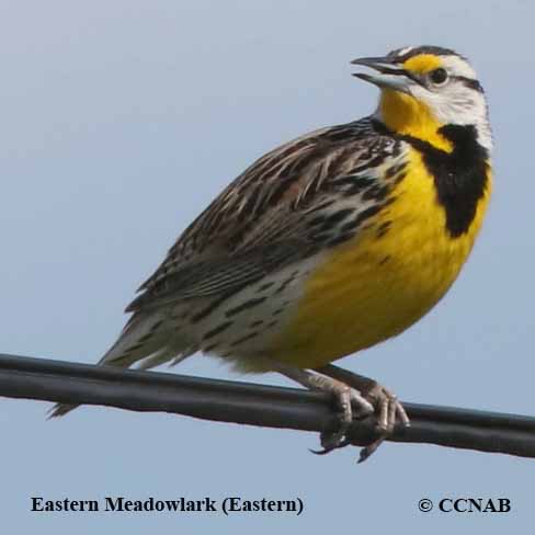 meadowlarks