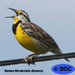 Birds indexed from M to R