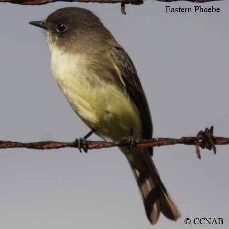 Birds of Cuba
