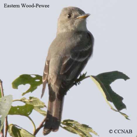 Eastern Wood-Pewee