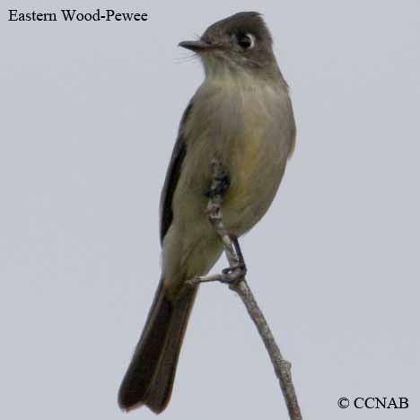 Birds of Cuba