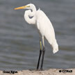 Egrets