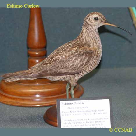 Birds of Cuba
