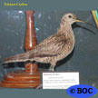 Eskimo Curlew (e)