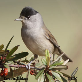 Eurasian Blackcap