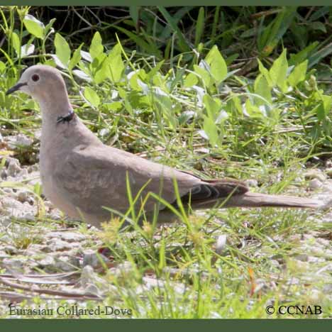 Eurasian Collared-Dove