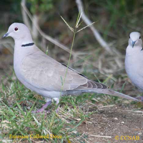 Birds of North America