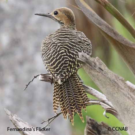 Birds of North America