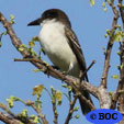 Field and Stream Birds