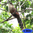 Forest Birds
