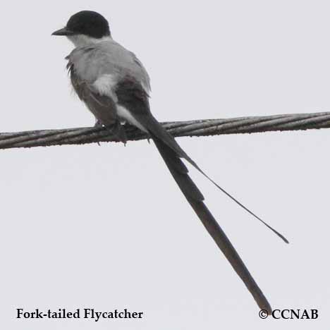 Fork-tailed Flycatcher