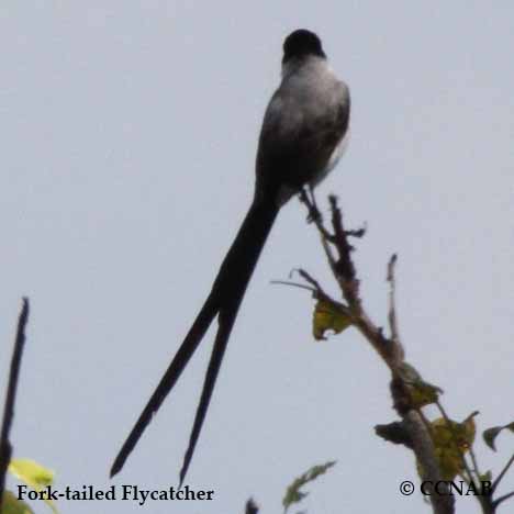 Fork-tailed Flycatcher