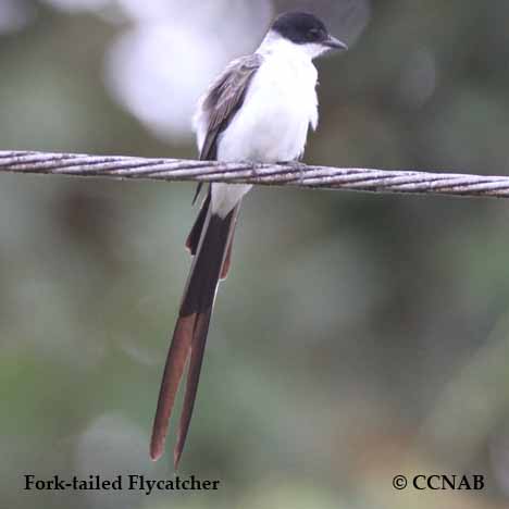 Fork-tailed Flycatcher