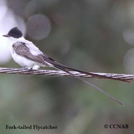 Birds of North America