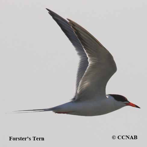 Forster's Tern