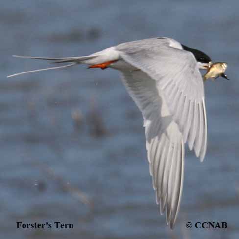 Forster's Tern