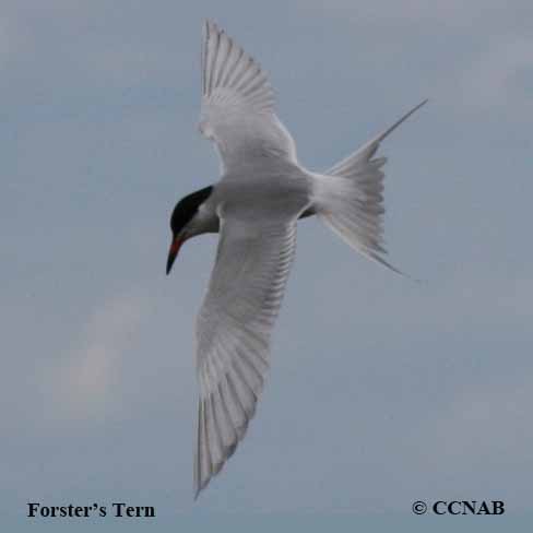 Birds of Cuba