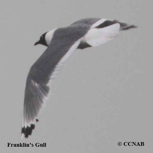 BOC