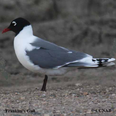 Birds of Cuba