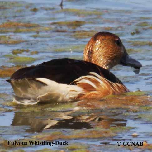 Fulvous Whistling-Duck