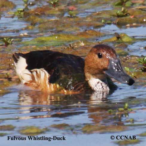 Fulvous Whistling-Duck