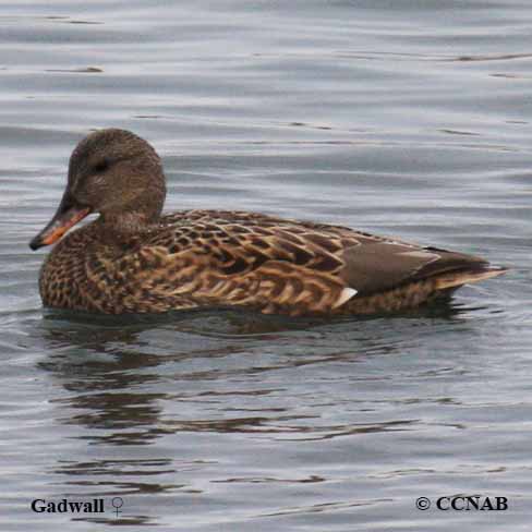 Gadwall