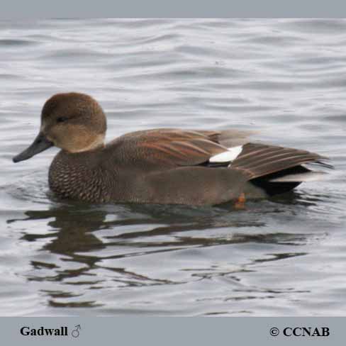 Birds of North America