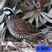 Game Birds