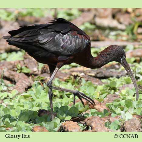 Glossy Ibis