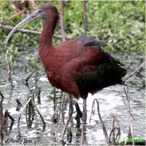 Glossy Ibis