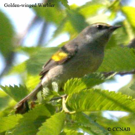 Golden-winged Warbler