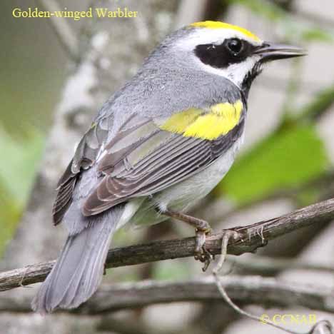 Golden-winged Warbler