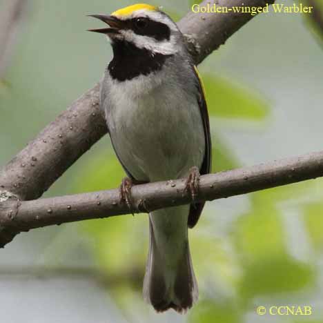 Golden-winged Warbler