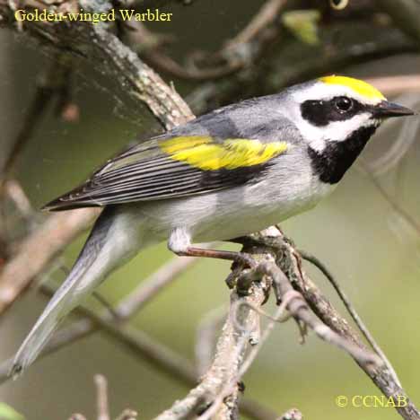 Golden-winged Warbler